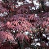 Japanischer Fächerahorn (Acer palmatum 'Bloodgood')