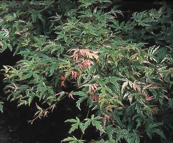 Japanischer Fächerahorn (Acer palmatum 'Butterfly')