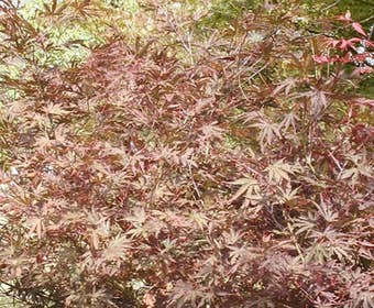 Japanischer Fächerahorn (Acer palmatum 'Chitoseyama')