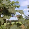 Norwegische Ahorn (Acer platanoides 'Deborah')