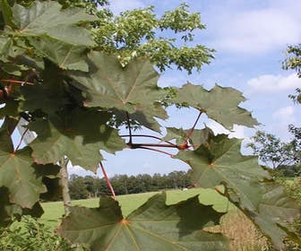 Norwegische Ahorn (Acer platanoides 'Deborah')