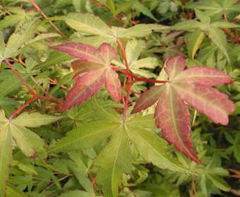 Japanischer Fächerahorn (Acer palmatum 'Katsura')