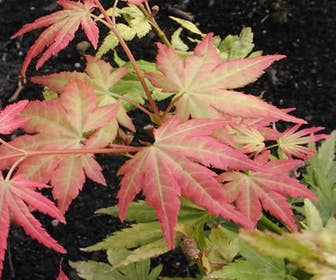 Japanischer Fächerahorn (Acer palmatum 'Orange Dream')