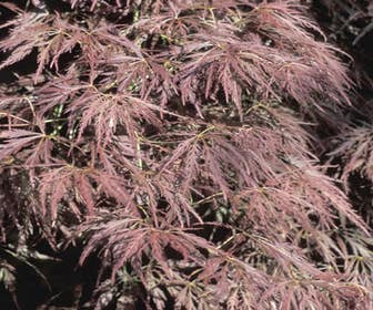 Japanischer Fächerahorn (Acer palmatum 'Ornatum')