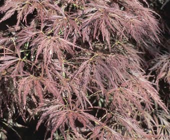 Japanischer Fächerahorn (Acer palmatum 'Ornatum')