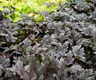 Trauben-Silberkerze (Actaea simplex 'Hillside Blackbeauty')