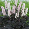 Silberkerze (Actaea 'Chocoholic')