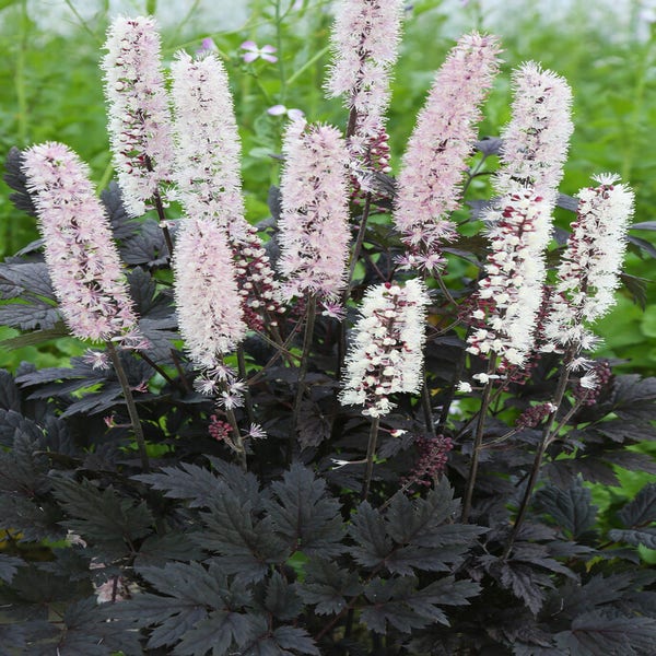 Silberkerze (Actaea 'Chocoholic')