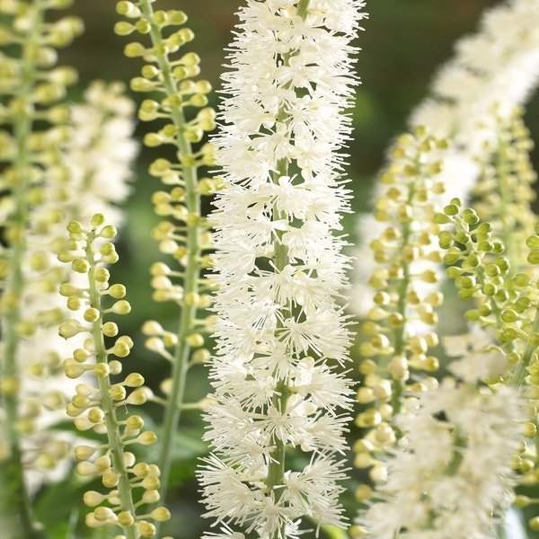 Silberkerze (Actaea simplex 'White Pearl')