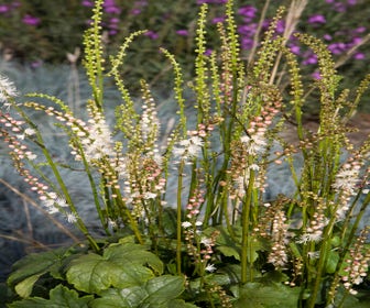 Silberkerze (Actaea japonica ‘Cheju Do’)
