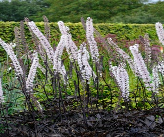 Silberkerze (Actaea racemosa 'James Compton')