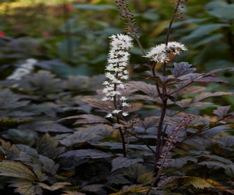 Silberkerze (Actaea simplex 'Black Negligee')