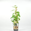 Mini-Kiwi (Actinidia arguta 'Geneva'(V))