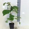 Kiwi-Pflanze (Actinidia 'Atlas')