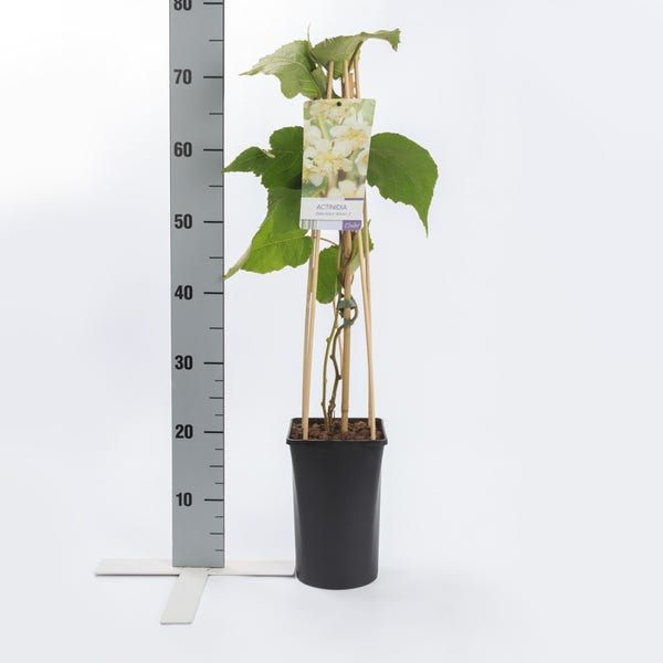 Kiwiplant (Actinidia 'Atlas') 60/80 cm