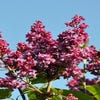 Flieder (Syringa vulgaris 'Adelaide Dunbar')