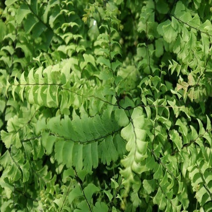 Adiantum pedatum 'Imbricatum' (Vrouwenhaar)