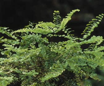 Venushaar/Farn (Adiantum pedatum)