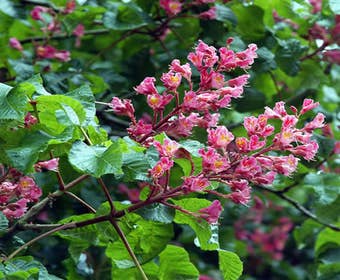 Kastanienbaum (Aesculus carnea 'Briotii')