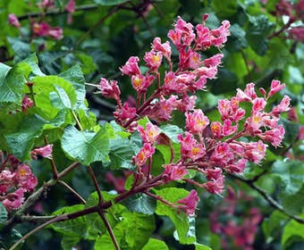 Kastanienbaum (Aesculus carnea 'Briotii')