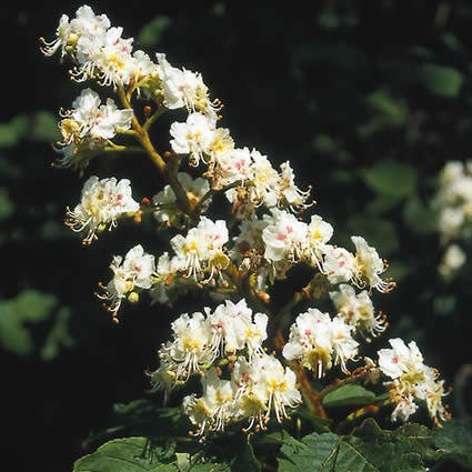 Bloem paardekastanje