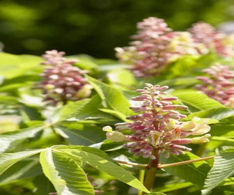 Rote Rosskastanie (Aesculus pavia 'Discolor')
