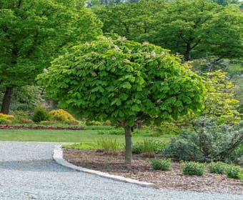 Rosskastanie (Aesculus hippocastanum 'Umbraculifera')