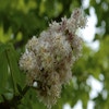 Rosskastanie (Aesculus hippocastanum 'Baumannii')