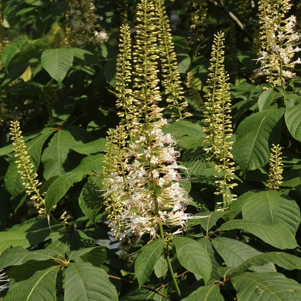 Herbst-Rosskastanie (Aesculus parviflora)
