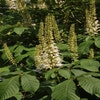 Herbst-Rosskastanie (Aesculus parviflora)