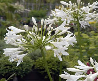 Afrikaanse Lelie (Agapanthus africanus 'Albus')