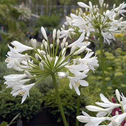 Agapanthus africanus 'Albus' (Afrikaanse lelie)