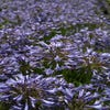 Afrikanische Lelie (Agapanthus africanus)