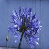 Afrikanische Lilie (Agapanthus 'Ever Sapphire')