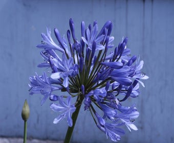 Afrikanische Lilie (Agapanthus 'Ever Sapphire')