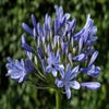Afrikanische Lilie (Agapanthus 'Dr. Brouwer' bloembol)