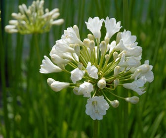 Afrikanische Lilie (Agapanthus 'Duivenbrugge White')