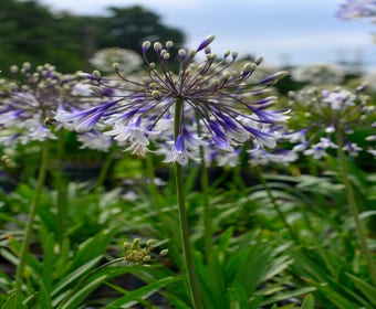 Afrikanische Lilie (Agapanthus 'Fireworks')