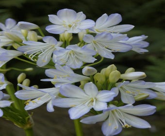 Afrikanische Lilie (Agapanthus africanus 'Silver Baby')