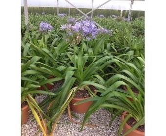Afrikanische Lilie (Agapanthus umbellatus 'Ovatus')