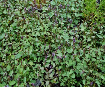 Anis-Ysop (Agastache 'After Eight')