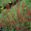 Anis-Ysop (Agastache 'Kudos Red')