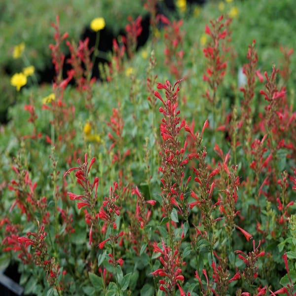Anis-Ysop (Agastache 'Kudos Red')
