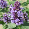 Fall-Pflanze (Agastache 'Black Adder') BIO