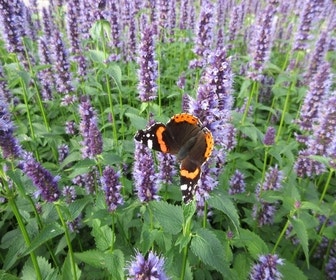Fall-Pflanze (Agastache 'Black Adder') BIO