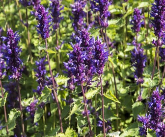 Duftnessel (Agastache 'Blue Boa') BIO