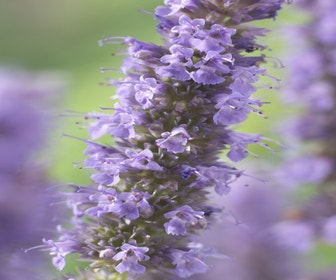 Trockenpflanze  (Agastache 'Blue Fortune')