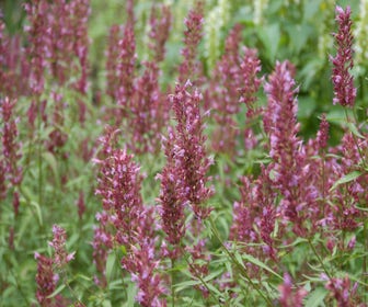 Dropplant (Agastache 'Linda')