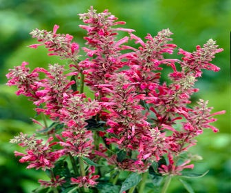 Fall-Pflanze (Agastache mexicana 'Red Fortune')