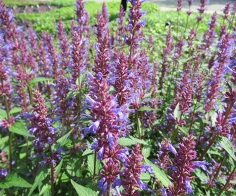 Fallpflanze (Agastache 'Purple Haze')